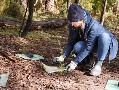 Person planting tree at Mount Evelyn camp
