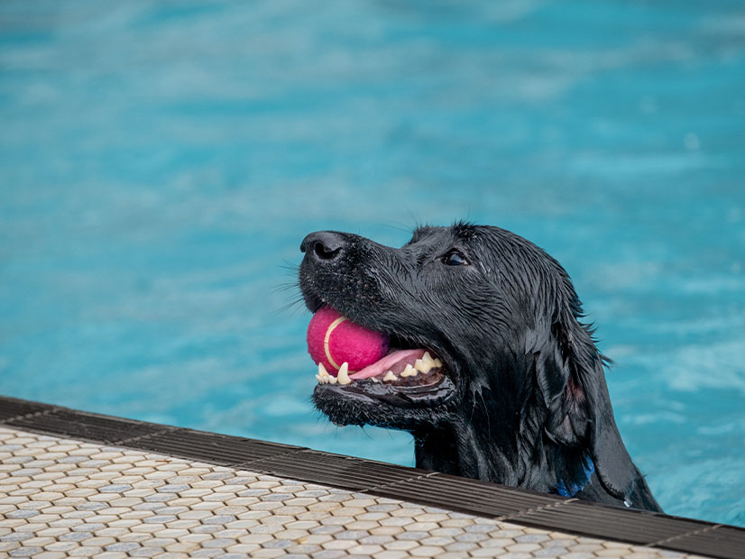 Dog in pool holding pink tennis ball in mouth